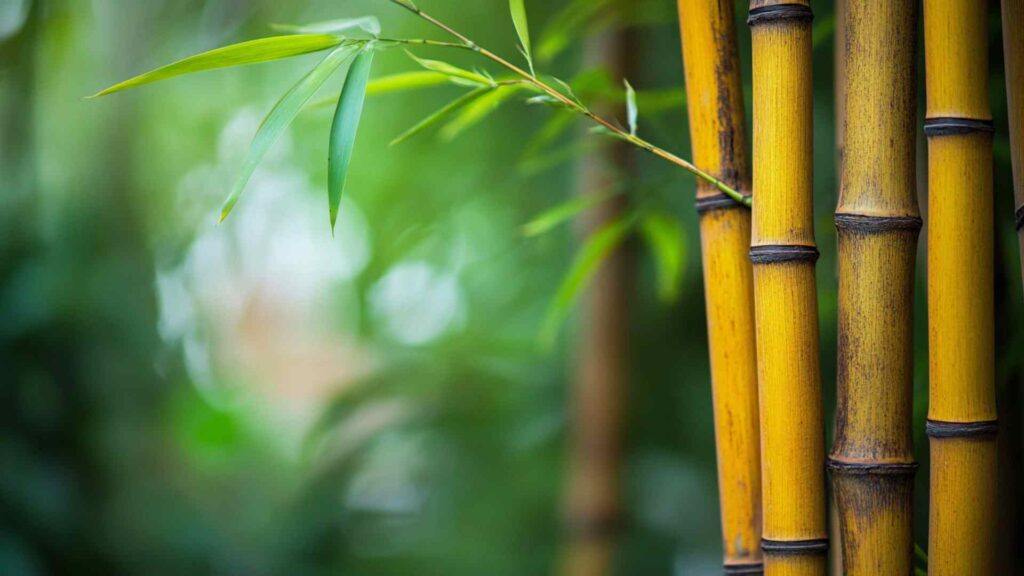 Bamboo