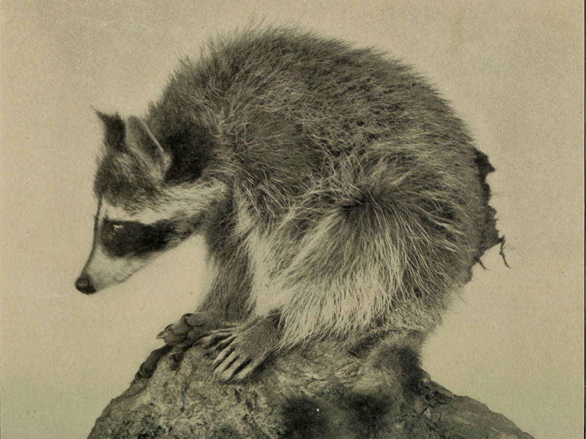 Black-and-white photograph of a raccoon perched on a log