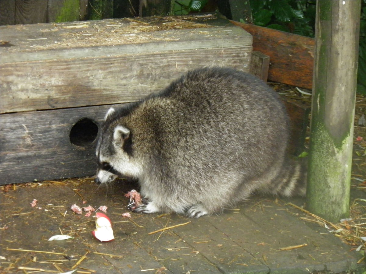 Raccoon foraging on the ground beside stacked logs