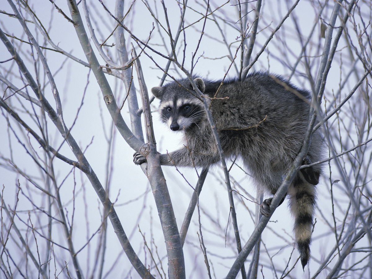 Raccoon climbing among bare tree branches