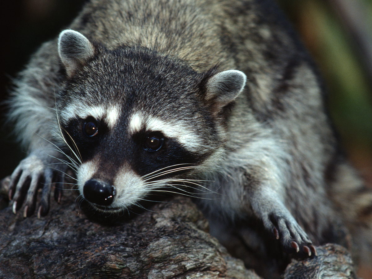 Close-up portrait of a raccoon looking toward the camera