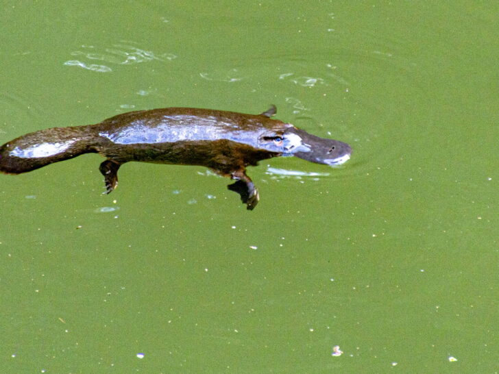 Platypus swimming across green water at the surface