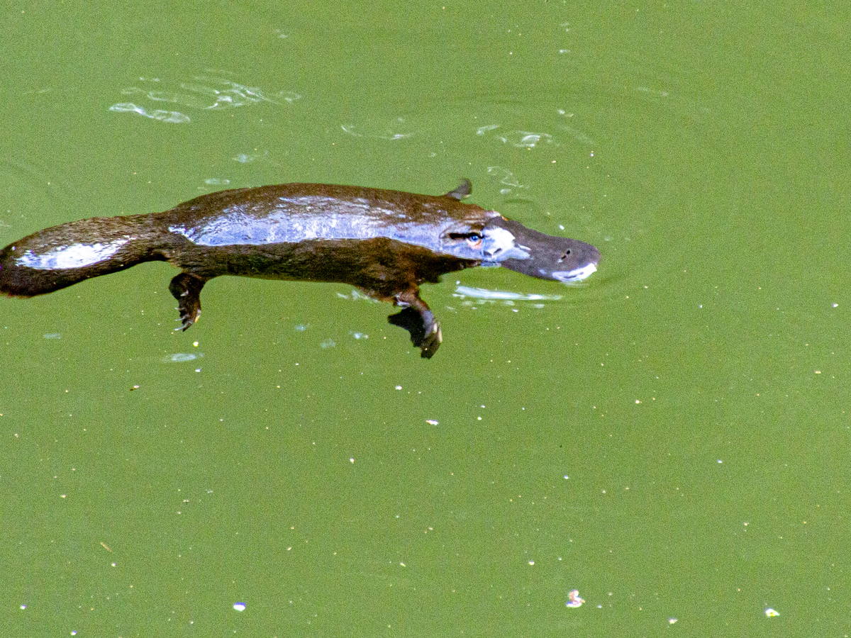 Platypus swimming across green water at the surface
