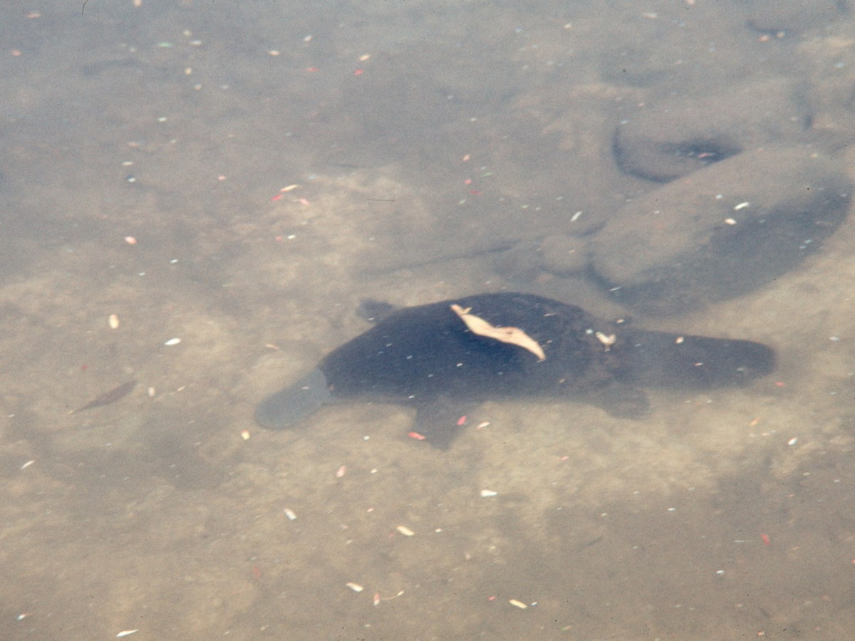 Platypus swimming beneath shallow clear water