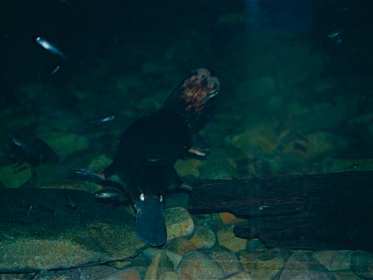 Platypus swimming underwater in a rocky aquarium habitat