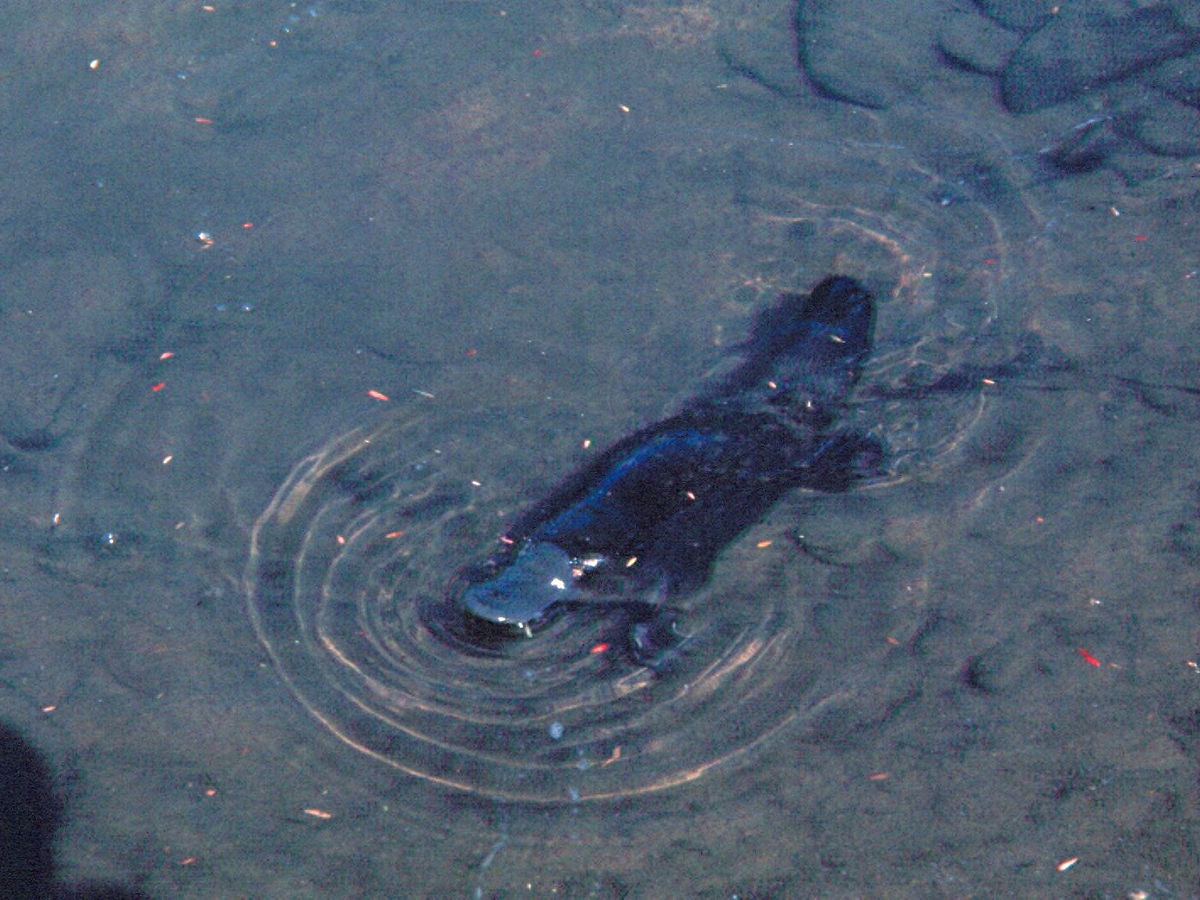 Platypus swimming at the surface and creating circular ripples