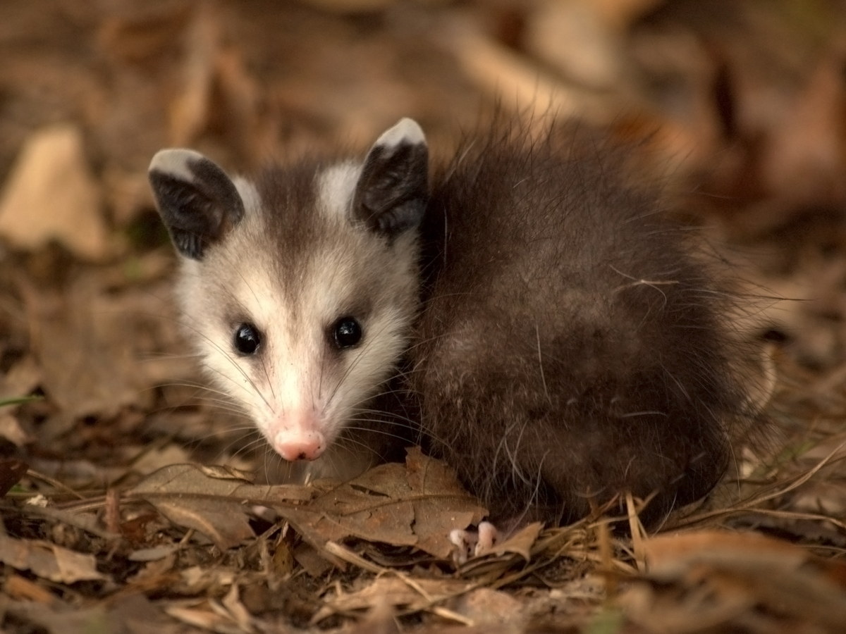 Young Virginia opossum standing among dry leaves