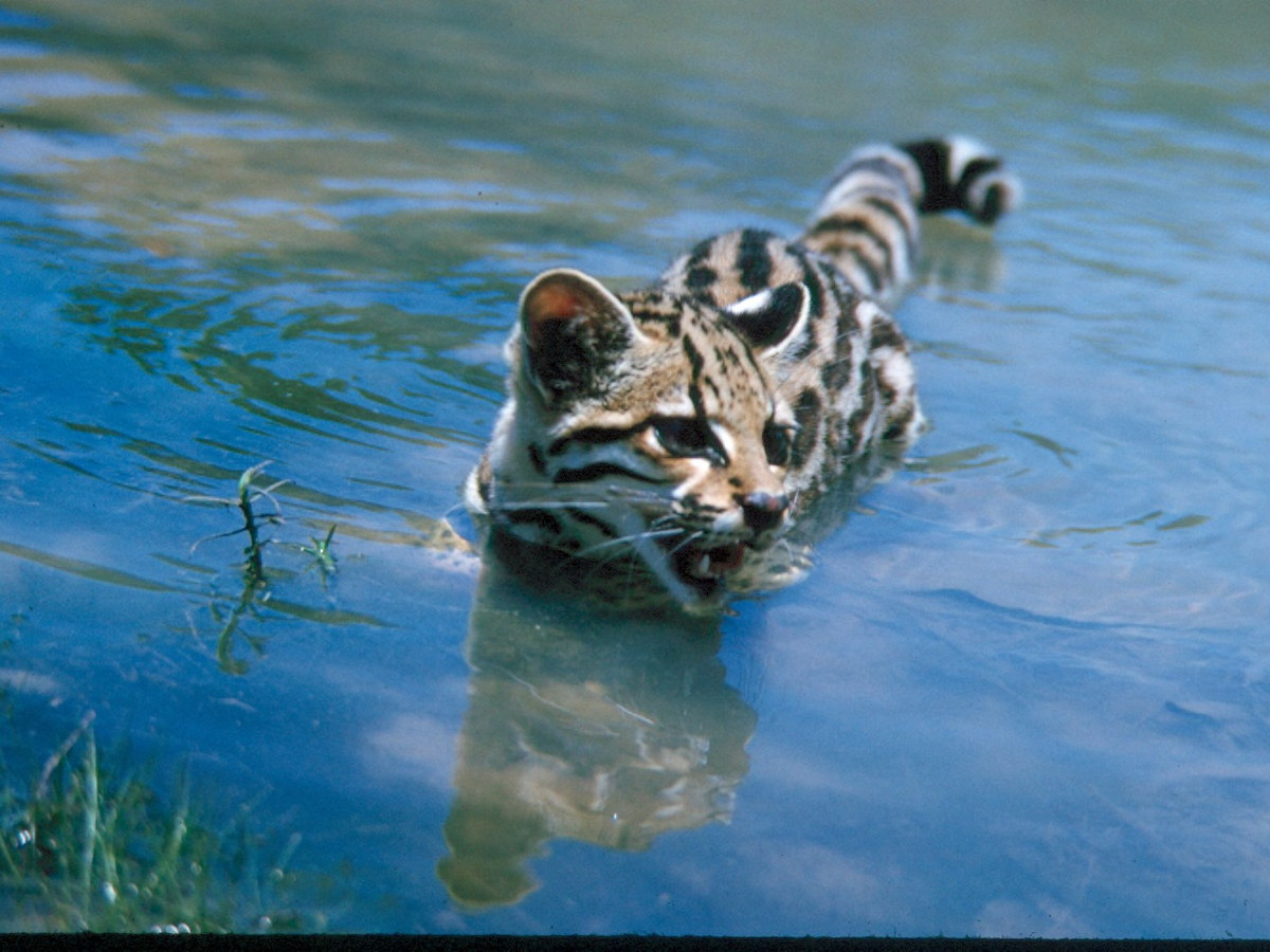 Water opossum swimming through blue water
