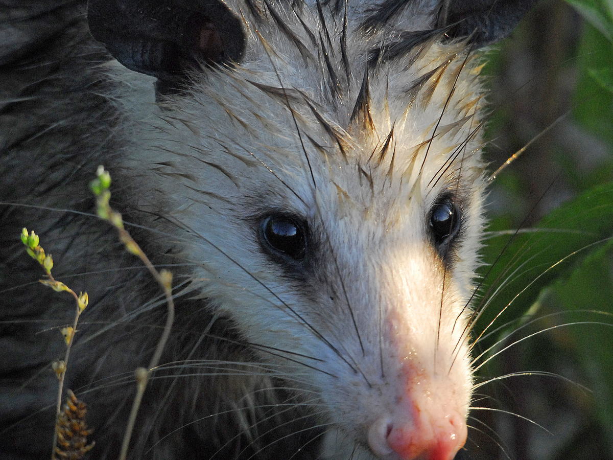 Close-up portrait of an opossum with wet fur