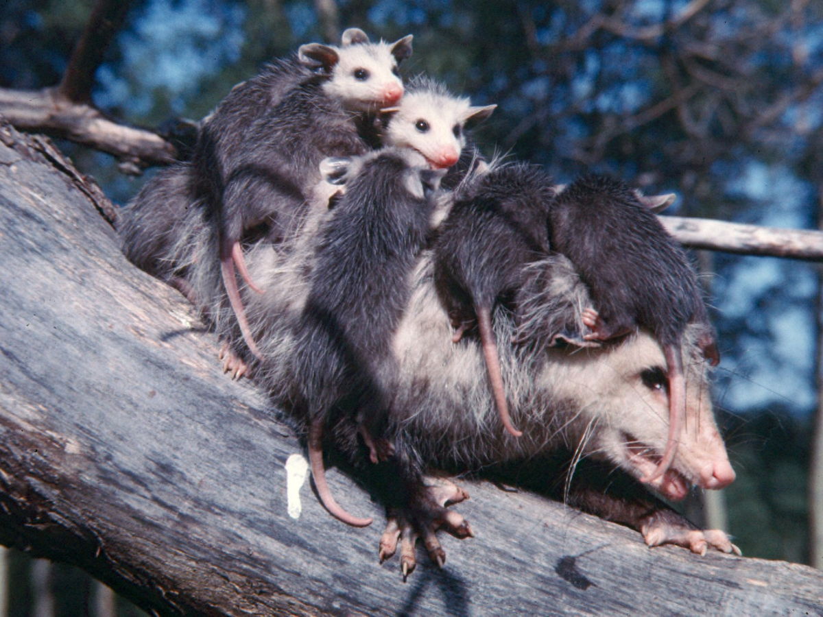 Adult opossum carrying several young on its back
