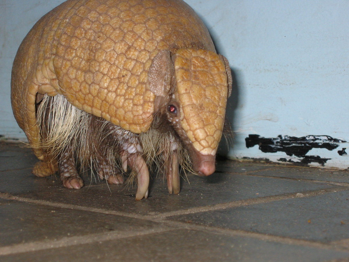 Three-banded armadillo standing on a tiled floor