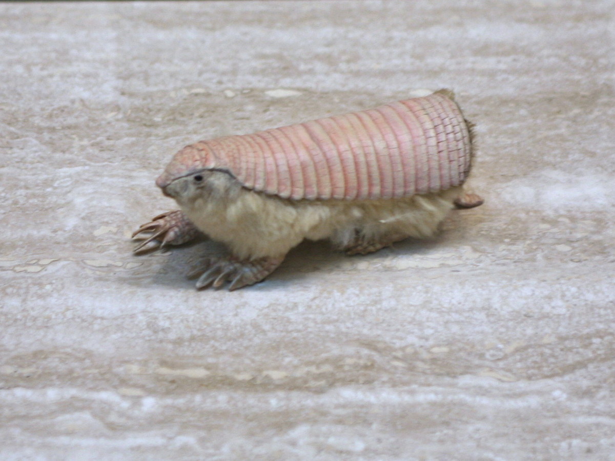 Small pink fairy armadillo walking across a pale surface
