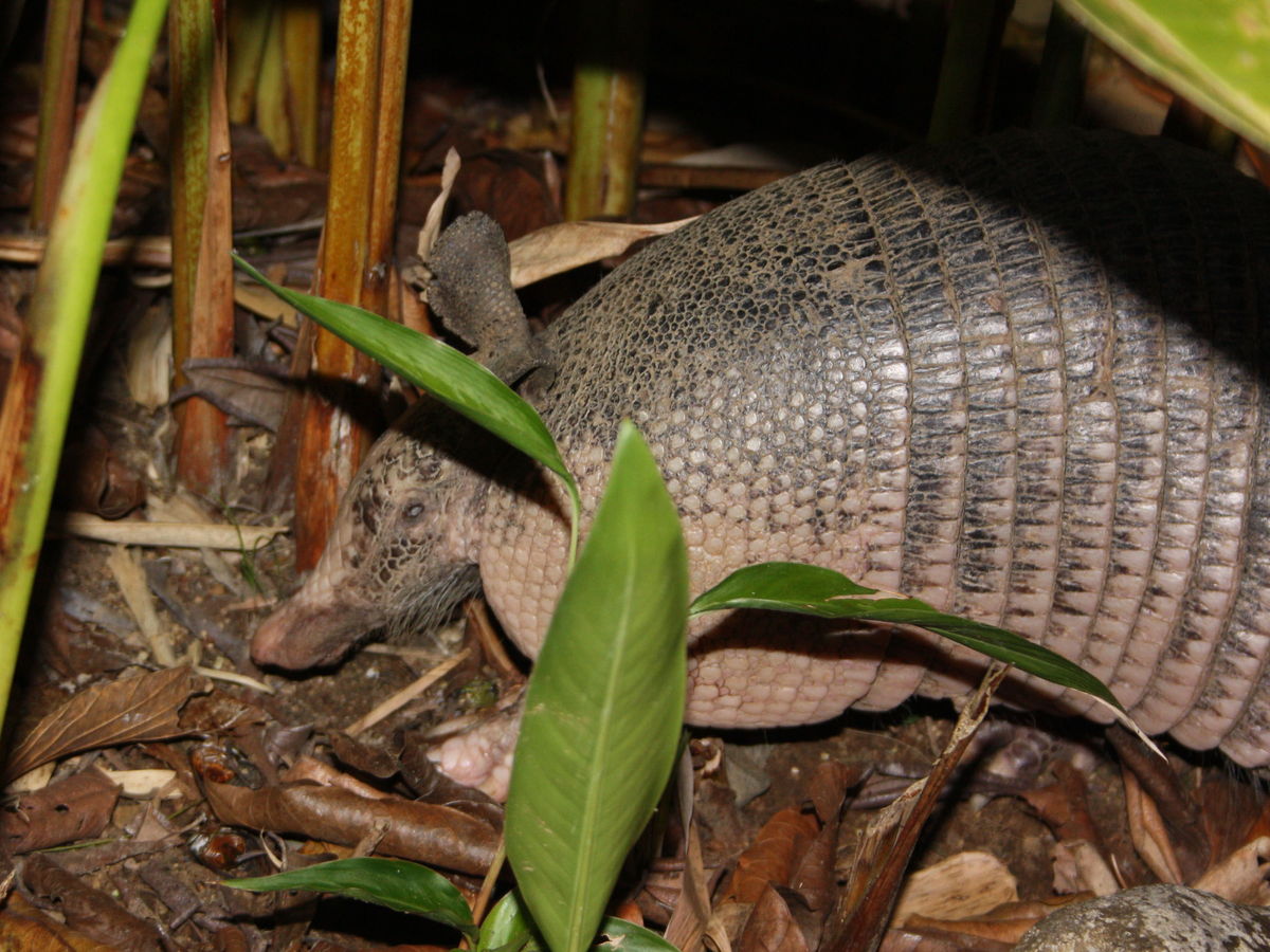 Armadillo moving through dense forest vegetation
