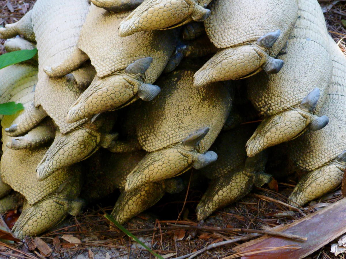Close-up of armadillo armor, feet, and curved claws