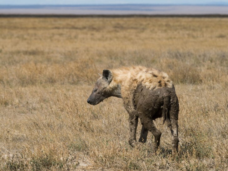 315 Hyena Puns That Will Have the Whole Clan Laughing
