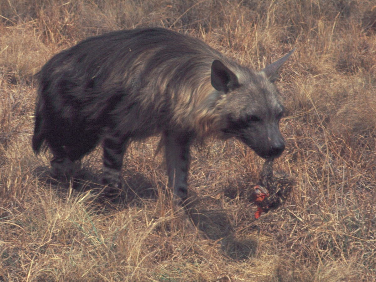 Brown hyena walking through dry savanna grass
