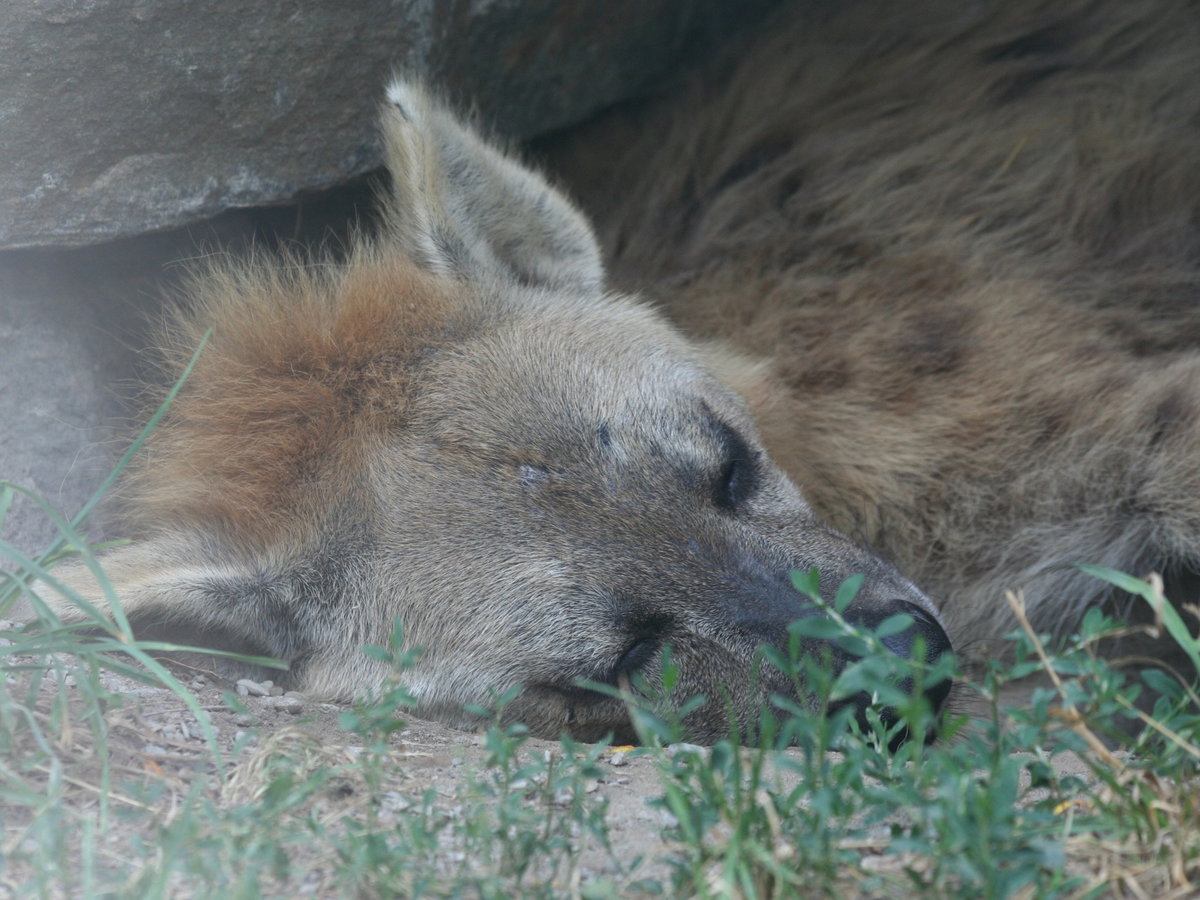 Close-up of a spotted hyena sleeping on the ground