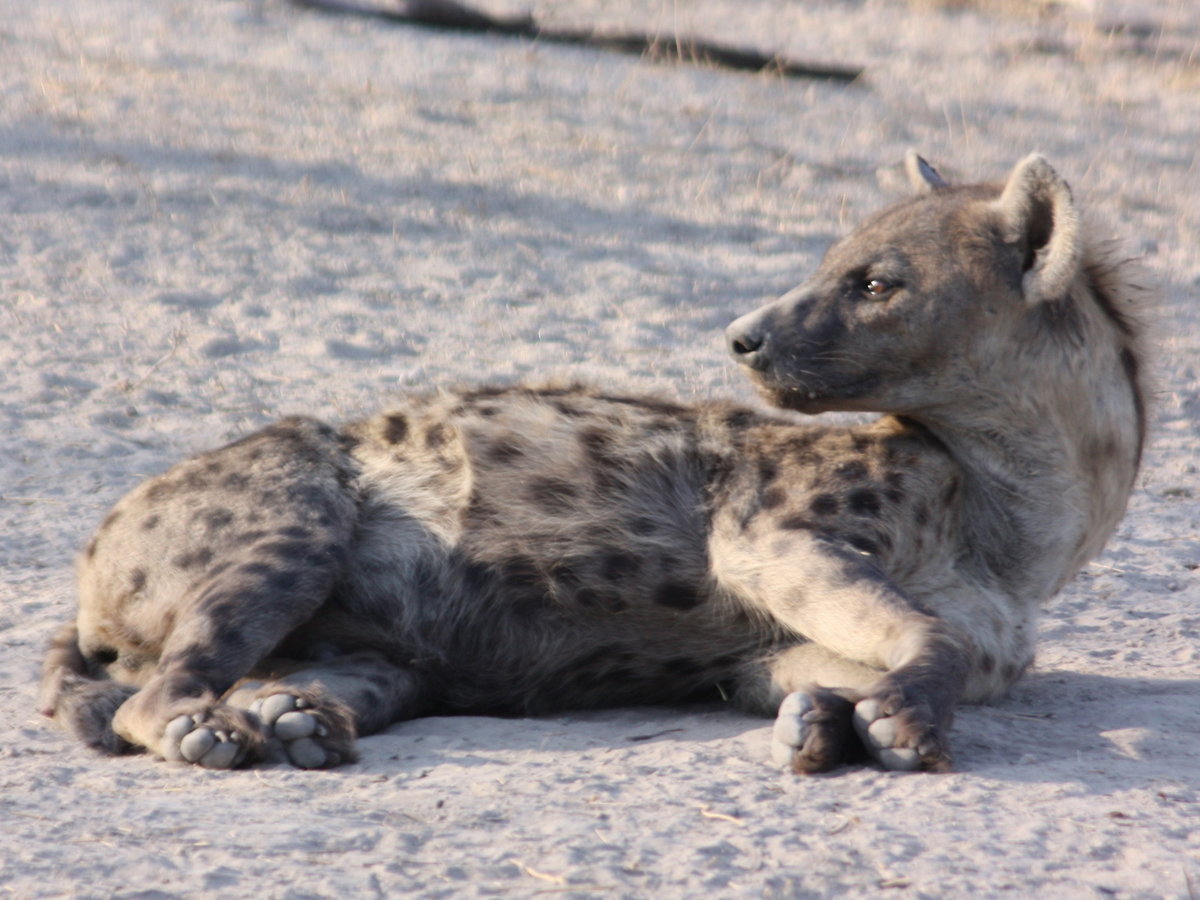 Spotted hyena resting on the ground in Botswana