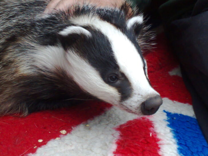 Close-up of a rescued European badger