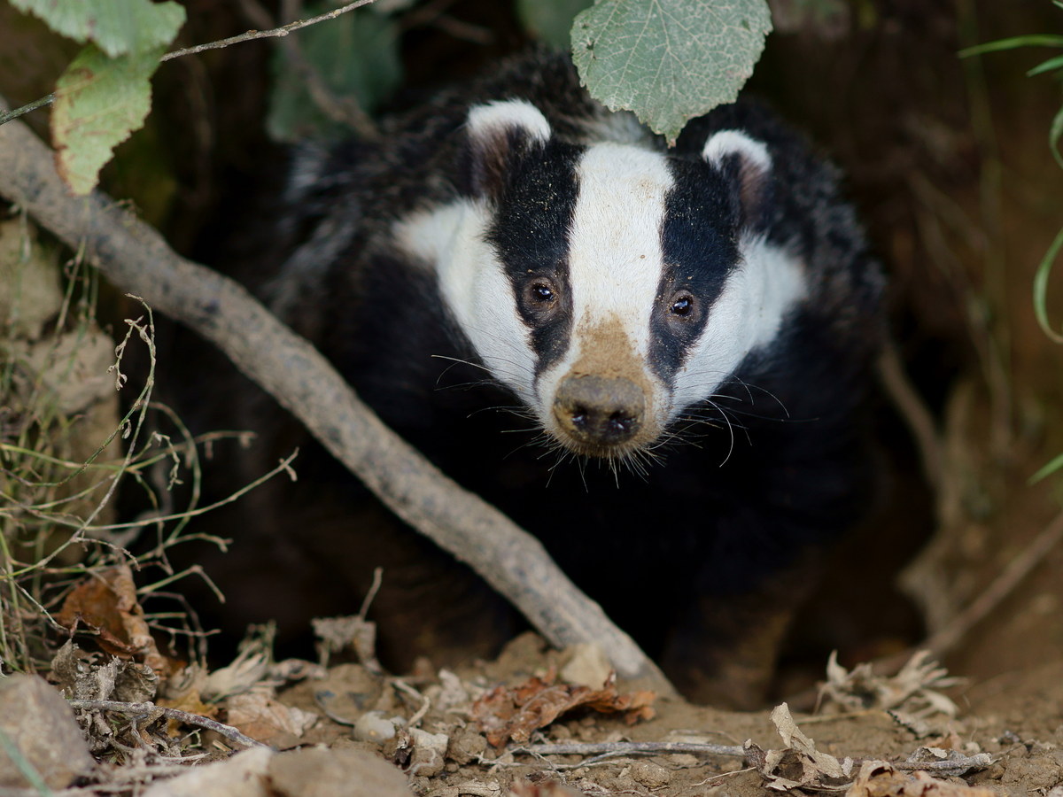 European badger looking out from a wooded den