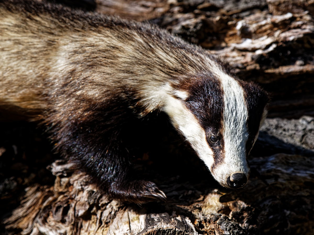 Badger walking over leaves and tree roots