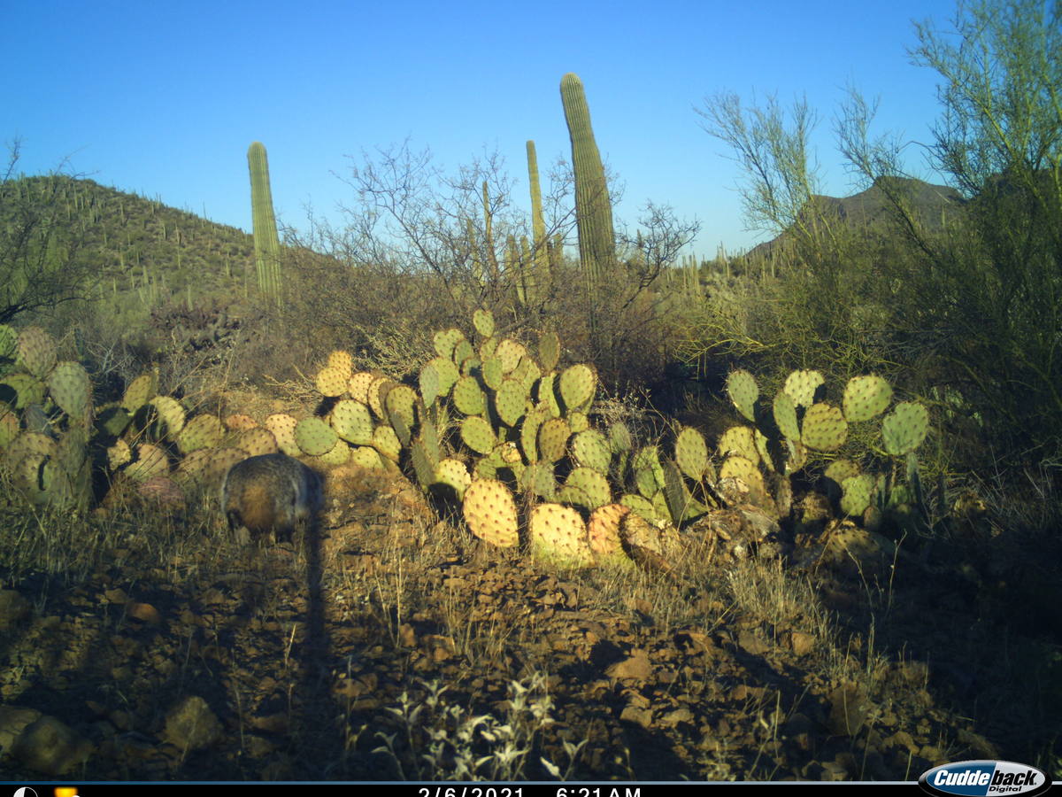 American badger moving through cactus scrub in desert habitat