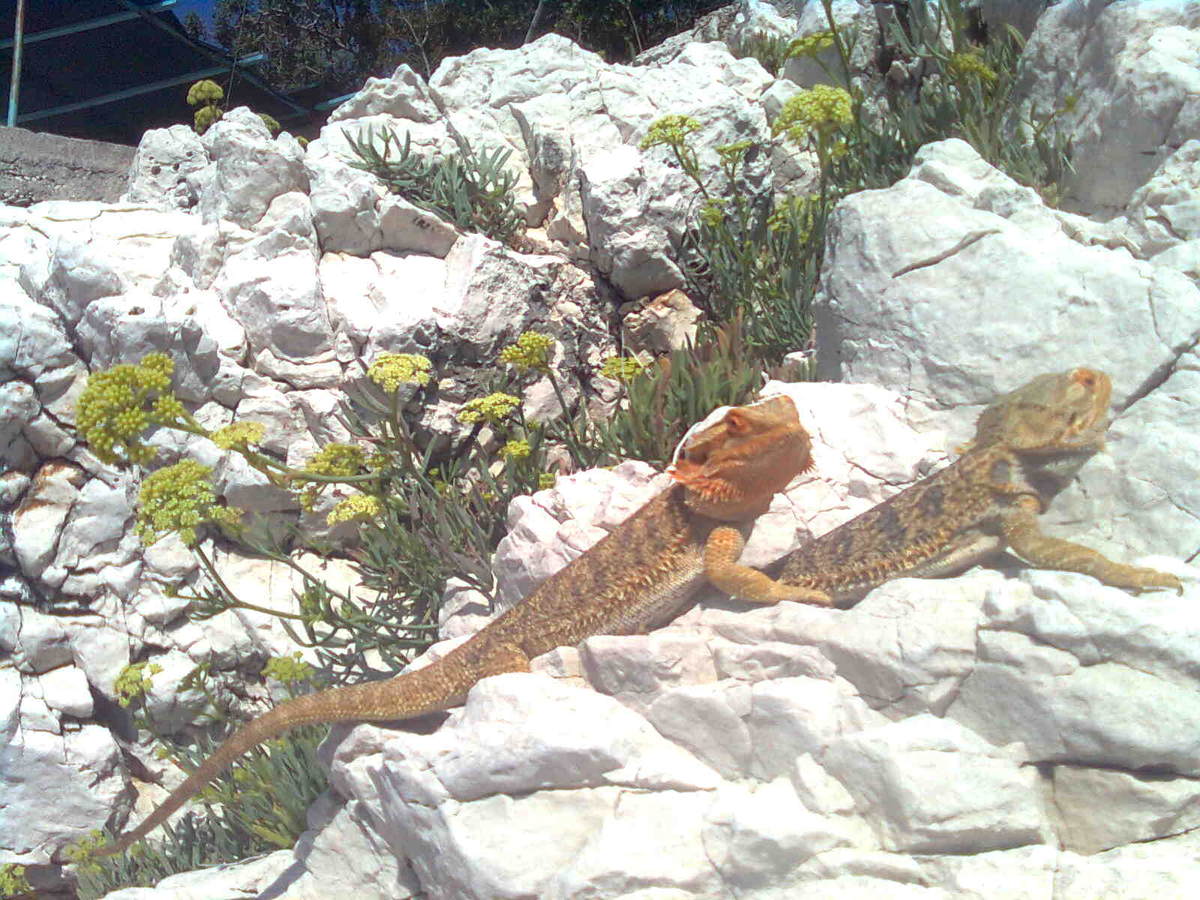Bearded dragon resting on sunlit rocks