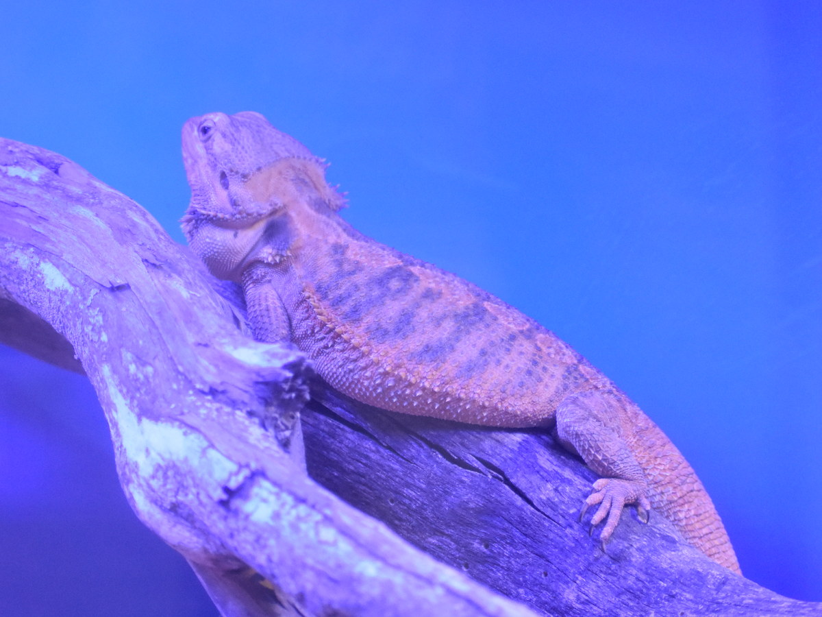 Bearded dragon perched under blue terrarium lighting