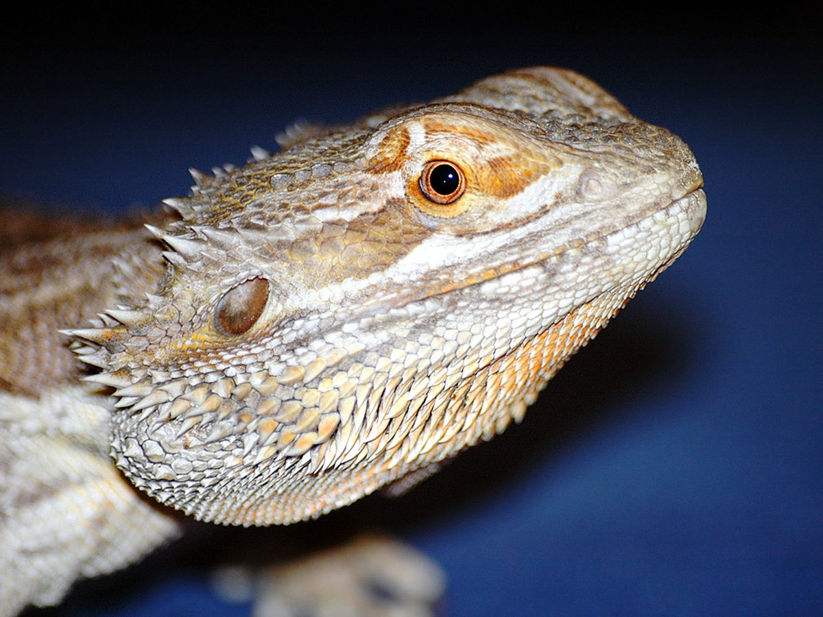 Close-up portrait of a bearded dragon