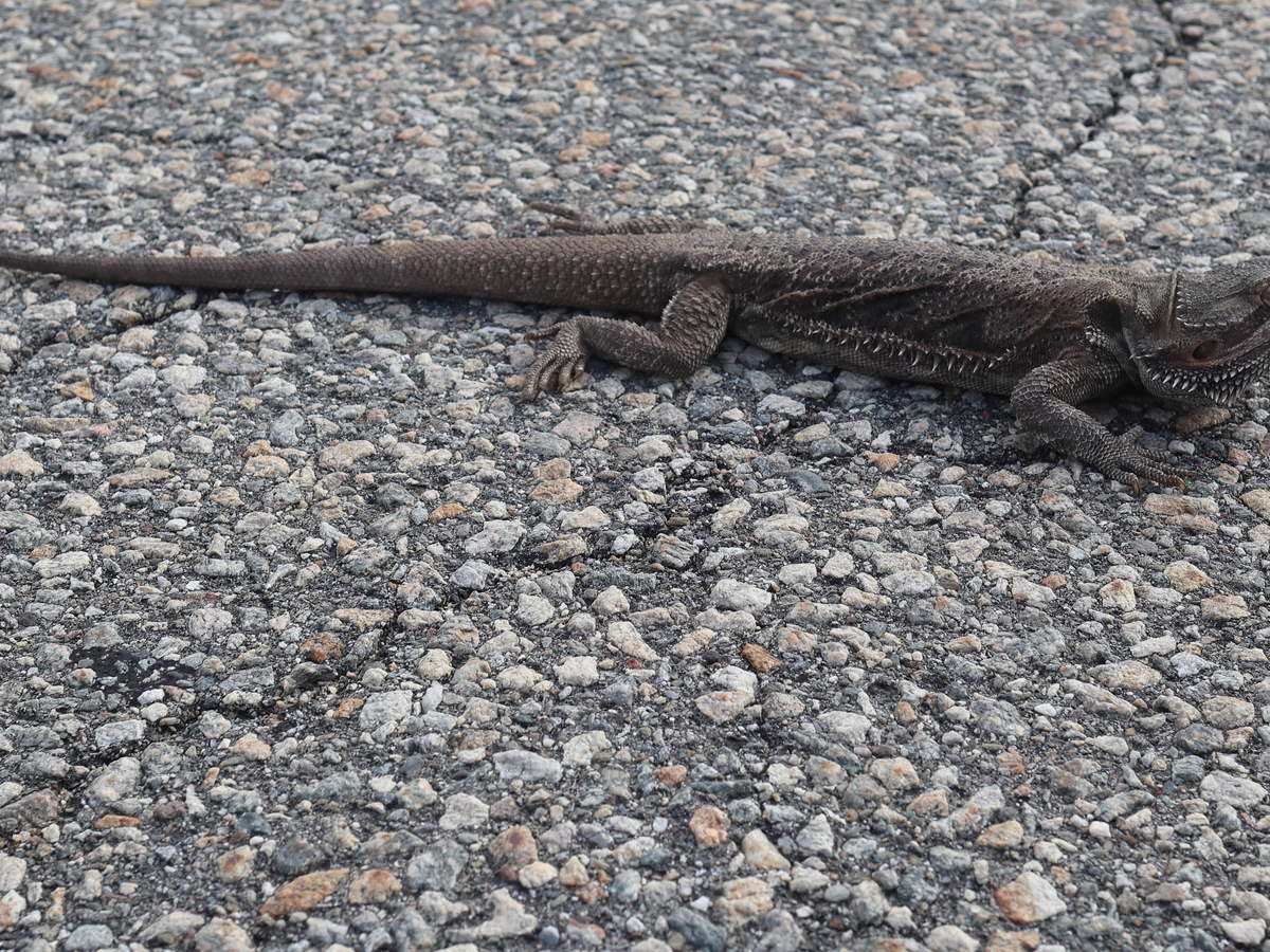 Bearded dragon standing on an outdoor paved surface