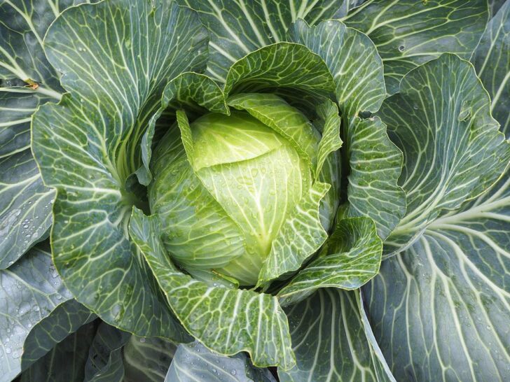 Fresh green cabbage growing in a garden