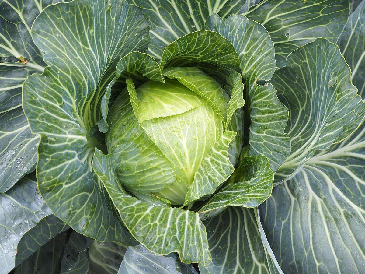 Fresh green cabbage growing in a garden