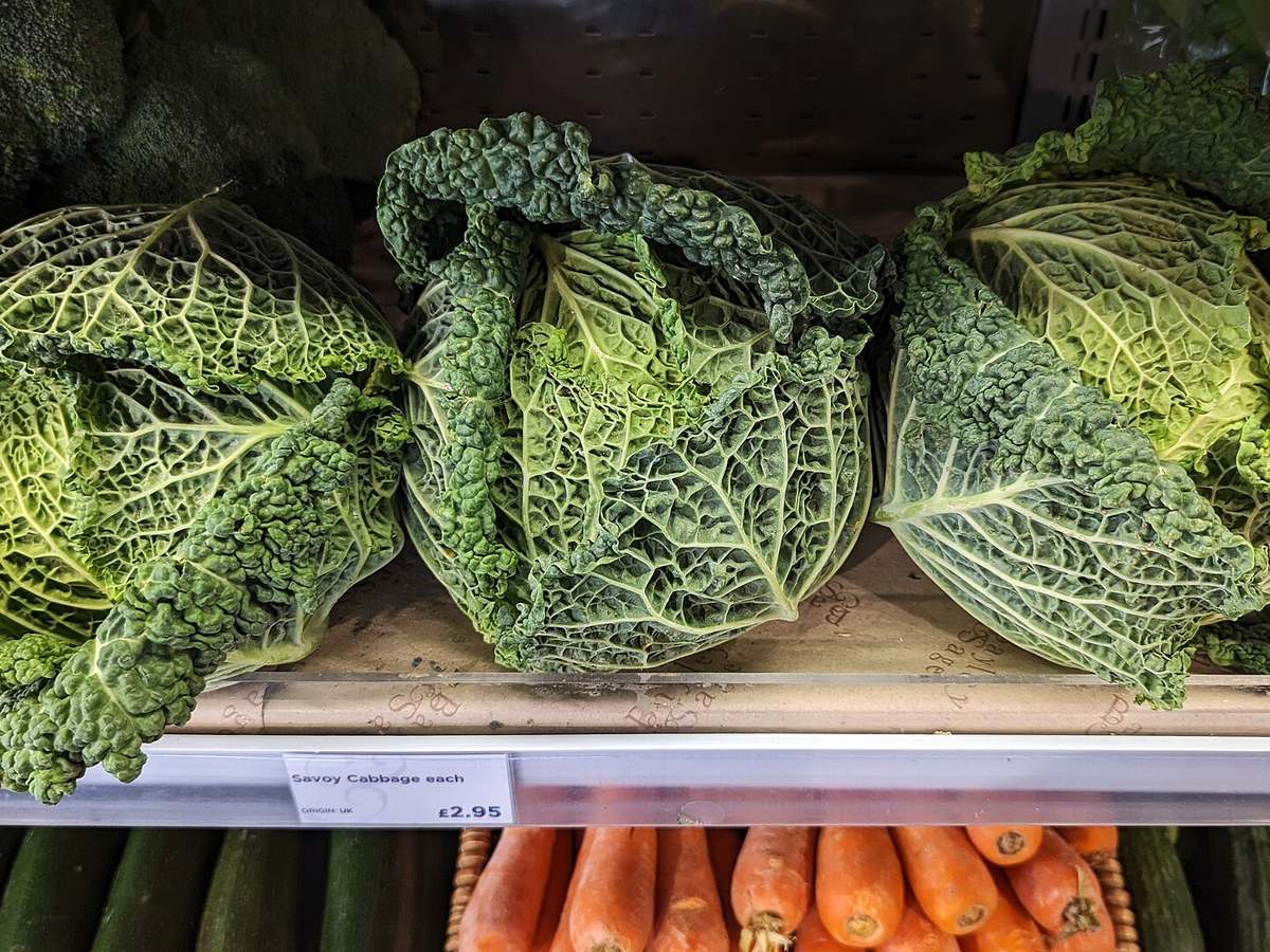 Close-up of a textured Savoy cabbage