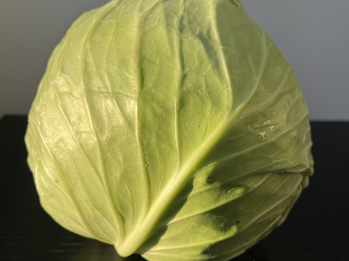 Whole green cabbage on a plain surface