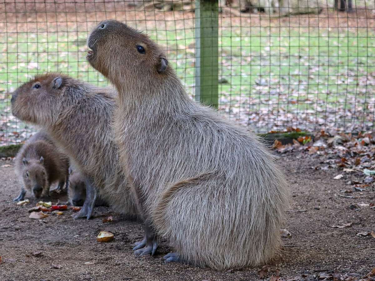 Close-up of a capybara outdoors