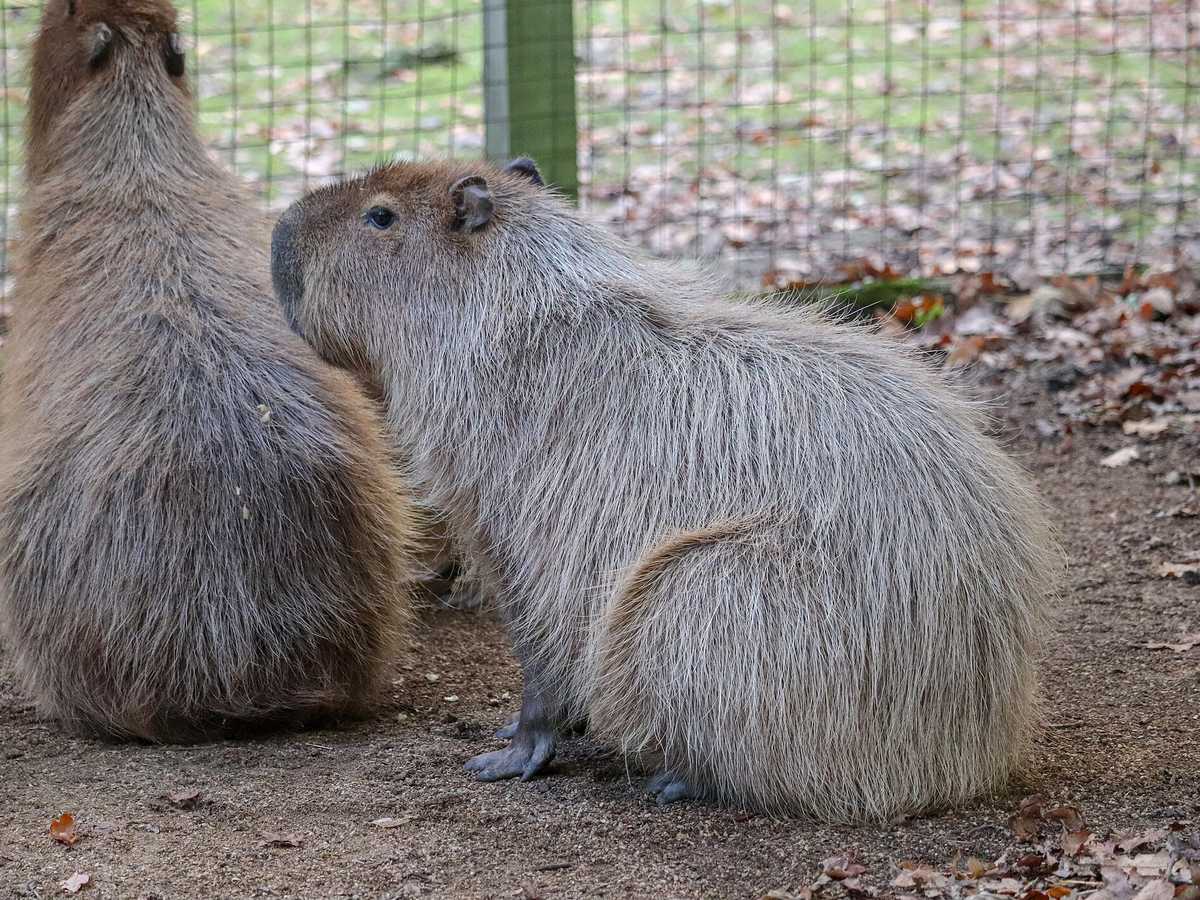 Capybara standing on grass in a wildlife park