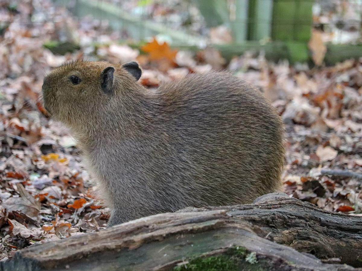 Capybara resting near vegetation