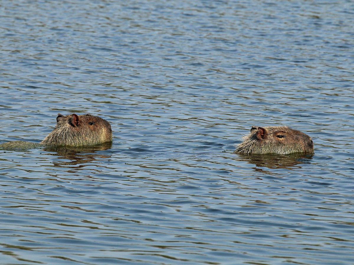 Capybara swimming through calm water