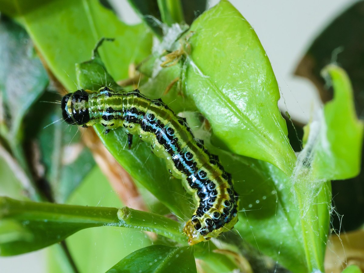 Box tree moth caterpillar on a leafy branch