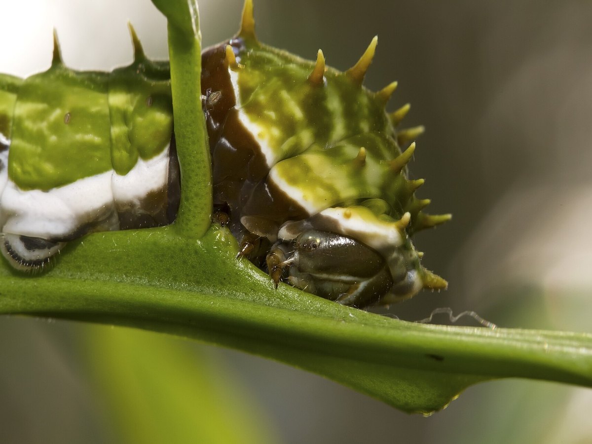 Macro view of a caterpillar on a plant