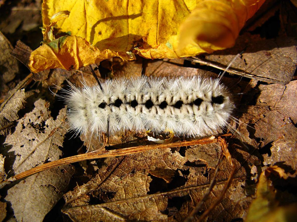 Detailed caterpillar crawling across a green leaf