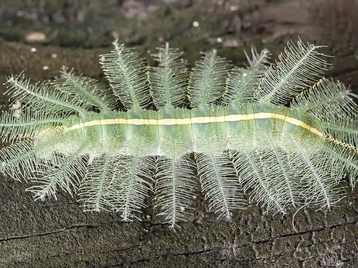 Colorful common baron caterpillar on a green plant
