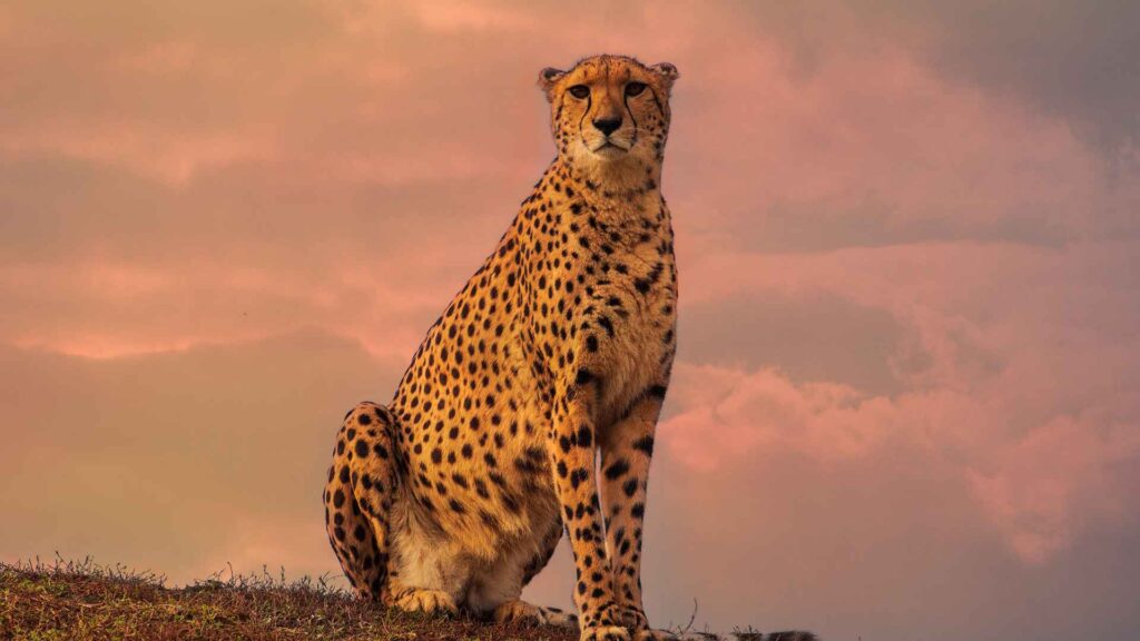 cheetah sitting with sunset in the background