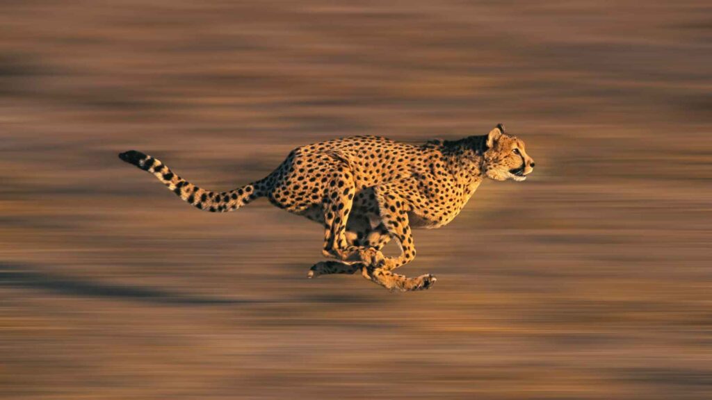 cheetah running very fast