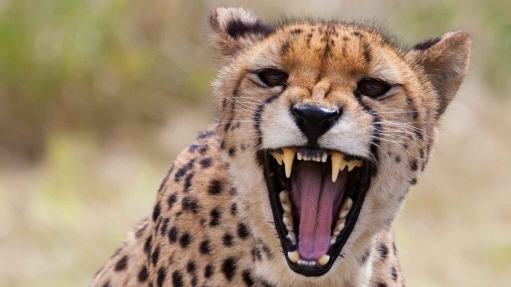 close up of cheetah smiling
