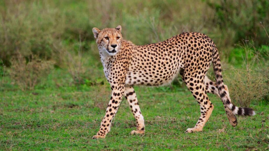 a cheetah in a field