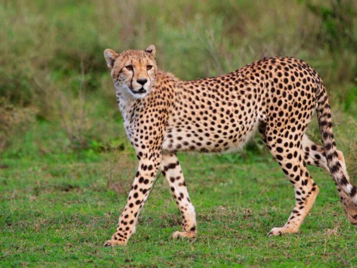 315 Cheetah Puns That Race Straight to the Punchline