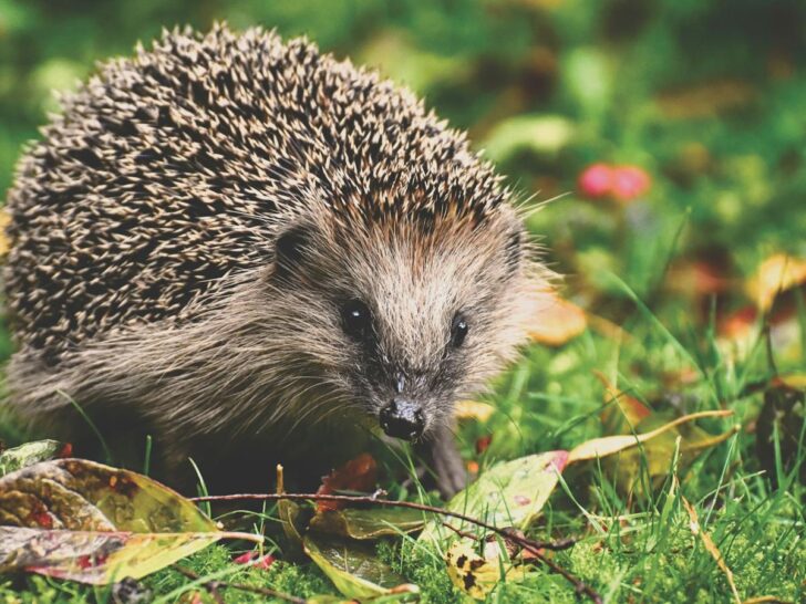 Hedgehog walking through green grass and leaves