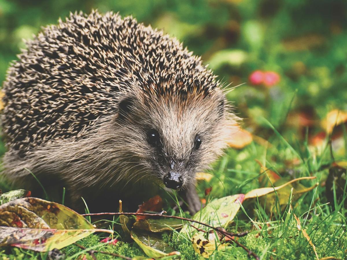 Hedgehog walking through green grass and leaves
