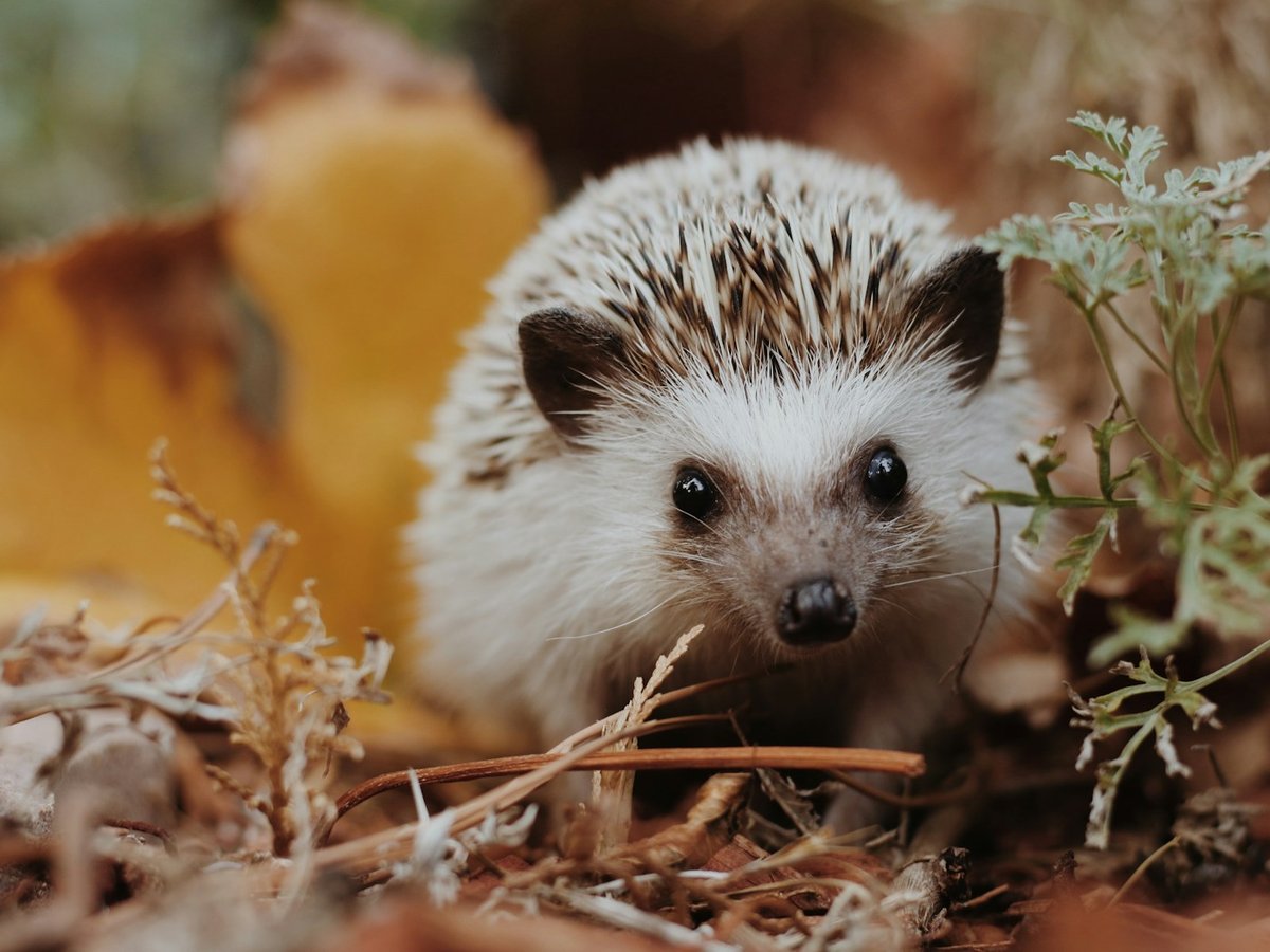 Small hedgehog standing among dry autumn leaves
